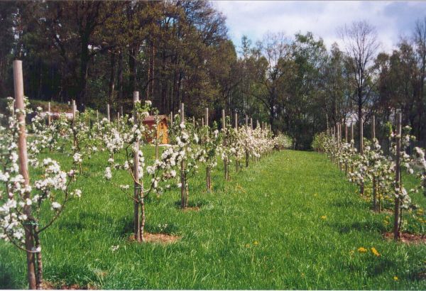 Schnittkurse für Obstbaum und Zierstrauch im Frühjahr 2023